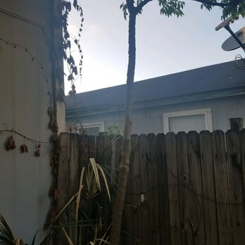 Sunway Landscape Services - A weed tree! - Landscaping Near Me - Jacksonville, Florida