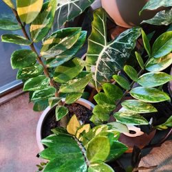 Case Botanicals - Hard to find rare variegated ZZ plant