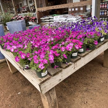 Enchanted Forest - Petunias - Nurseries & Gardening Near Me - Richmond, Texas