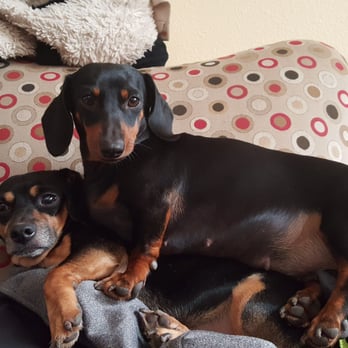 Partners Pet Center - Marley on top! - Pet Stores Near Me - Round Rock, Texas
