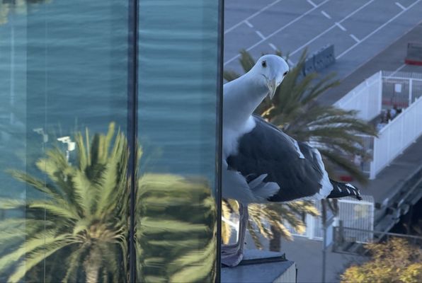 InterContinental San Diego by IHG by null