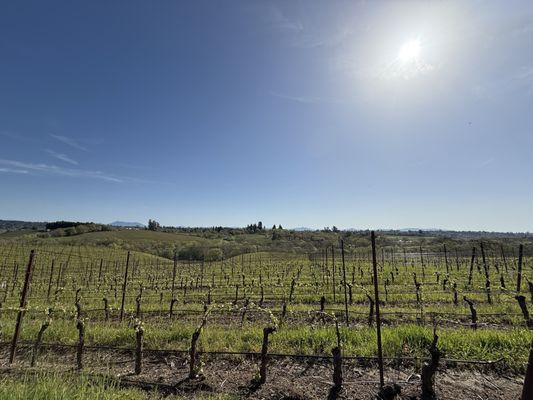 Iron Horse Vineyards by null