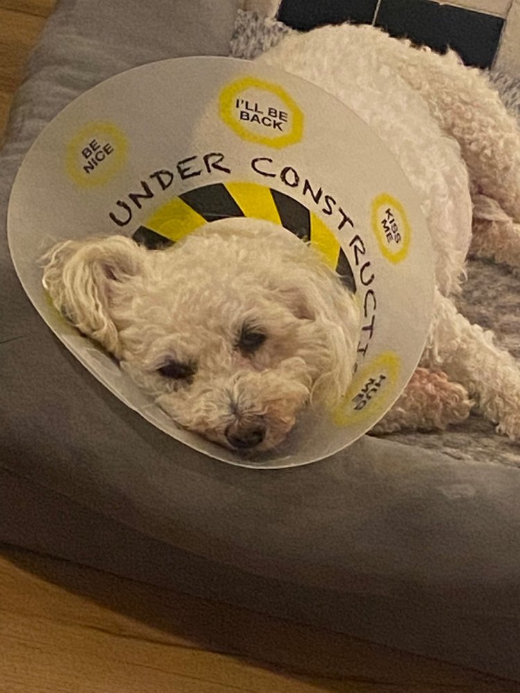 FANWOOD ANIMAL HOSPITAL Updated September 2024 10 Photos & 45