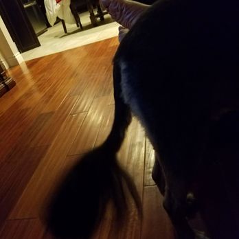 Pretty Pets Mobile Grooming - The detail fur in his tail. I love it. - Pet Groomers Near Me Pretty Pets Mobile Grooming - The detail fur in his tail. I love it. - Pet Groomers Near Me