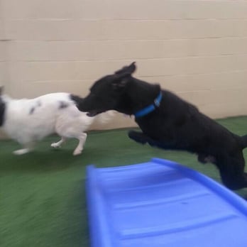 Petopia Pet Resort - Fred playing at daycare ! He loves daycare and the employees play and care for your pets. - Pet Sitting Near Me - Orange, California Petopia Pet Resort - Fred playing at daycare ! He loves daycare and the employees play and care for your pets. - Pet Sitting Near Me - Orange, California