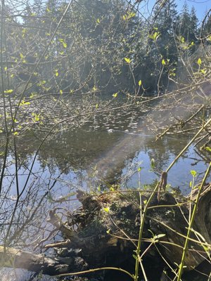 Photo of Bresemann Forest Park Trail - Spanaway, WA, US. April 2021