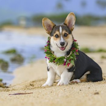Chipperton Photography - Pet Photography Near Me