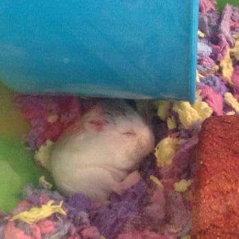 PetSmart - Sleeping cutie. - Pet Stores Near Me - Las Vegas, Nevada PetSmart - Sleeping cutie. - Pet Stores Near Me - Las Vegas, Nevada