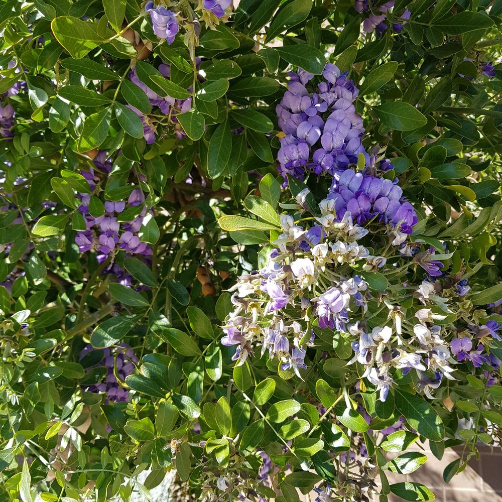 Don't know the name of this plant but it's beautiful!