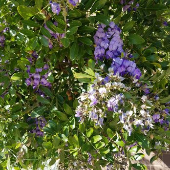 Brakes Plus - Don't know the name of this plant but it's beautiful! - Auto Repair Near Me - Mesa, Arizona