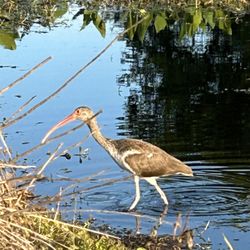 Sweet Water Preserve - Juvenile white Ibis