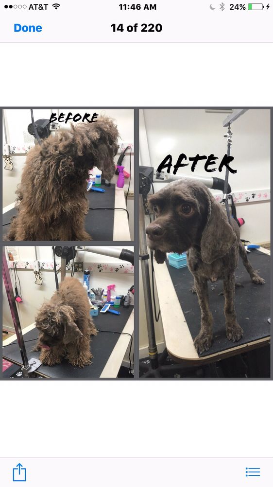 FRIEND & COMPANION PET GROOMING AND TEACHING ACADEMY Updated August