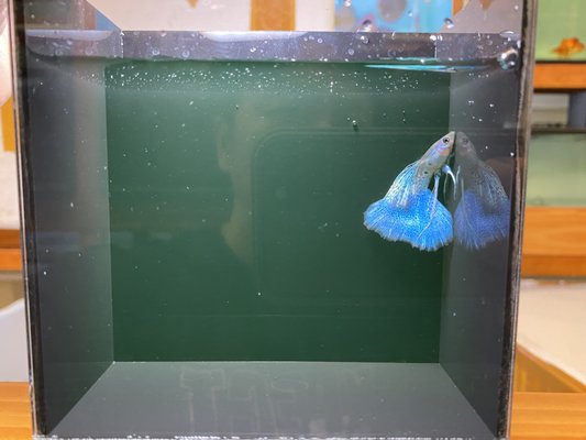 The Fin Shop by null