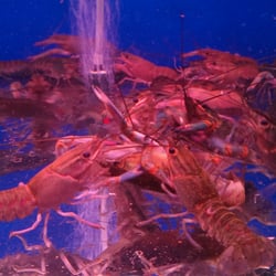 North America Pet Stores - The strongest shall survive!!