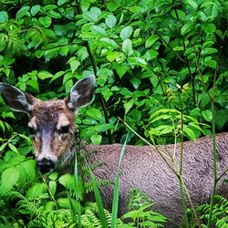 Emerald Forest Tours - Sitka black tail