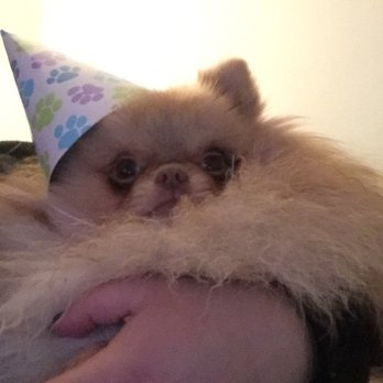 North West Canine Cakes - Pet Stores Near Me North West Canine Cakes - Pet Stores Near Me