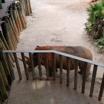 Brevard Zoo - Rhino - Zoos Near Me - Melbourne, Florida