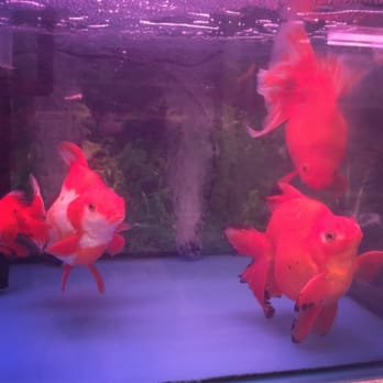 金魚街 - Pet Stores Near Me - Hong Kong, HK