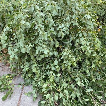 Valley Falls Tree Care - Cut up branches - Tree Services Near Me Valley Falls Tree Care - Cut up branches - Tree Services Near Me