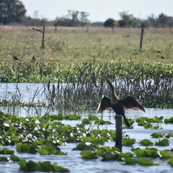 Kissimmee Swamp Tours