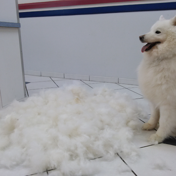 Animal Care Clinic - We offer grooming for all fur babies! - Veterinarians Near Me - Key Largo, Florida Animal Care Clinic - We offer grooming for all fur babies! - Veterinarians Near Me - Key Largo, Florida