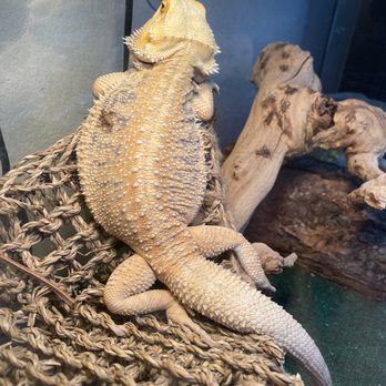 dragons den reptile shop