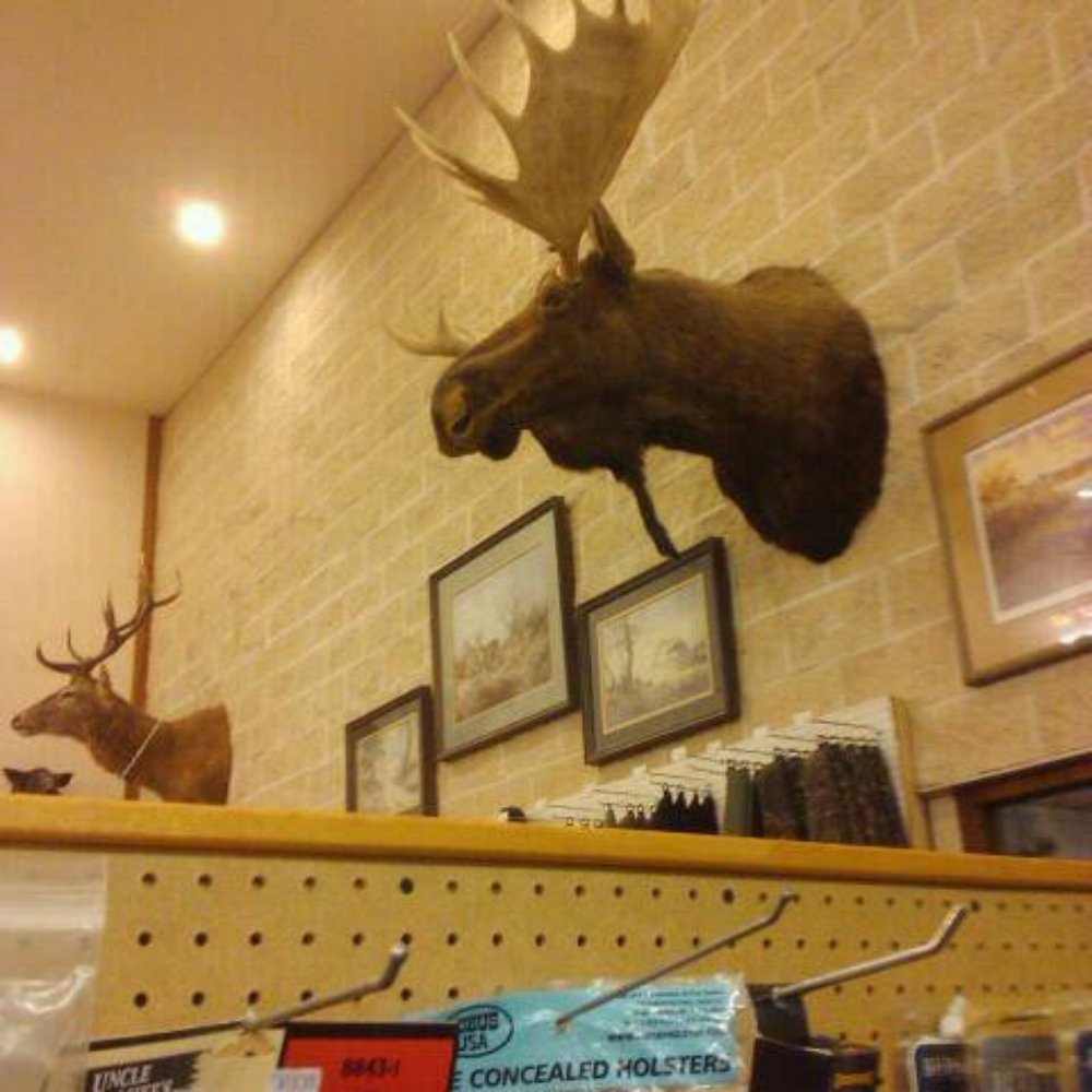 Red's Indoor Range - Look at that big moose! - Gun/Rifle Ranges Near Me - Pflugerville, Texas Red's Indoor Range - Look at that big moose! - Gun/Rifle Ranges Near Me - Pflugerville, Texas