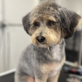 Holy Shihtzu - Pet Groomers Near Me - Bellingham, Washington Holy Shihtzu - Pet Groomers Near Me - Bellingham, Washington