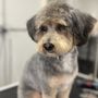 Photo of Holy Shihtzu