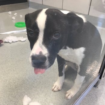 SPCA Serving Erie County - Animal Shelters Near Me - Buffalo, New York SPCA Serving Erie County - Animal Shelters Near Me - Buffalo, New York