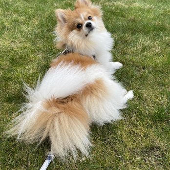 My Clever Canine Dog Training - Teddy relaxing after a walk. - Pet Training Near Me My Clever Canine Dog Training - Teddy relaxing after a walk. - Pet Training Near Me