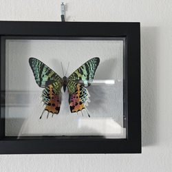 Paxton Gate - My lovely new sunset moth in her new home