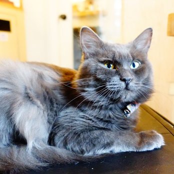 NEKO: A Cat Cafe - Themed Cafes Near Me - Seattle, Washington NEKO: A Cat Cafe - Themed Cafes Near Me - Seattle, Washington