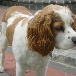 This is a Cockalier mix