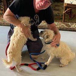 All Things Pets - Henry and Rosie love their walks in Palm Springs.