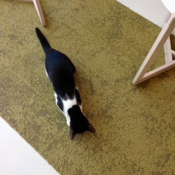KitTea - Purr @KitTea - Pet Adoption Near Me - San Francisco, California