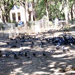 Ruppert Park - Just what the park needs. More pigeons. Where the dogs used to play. 09/23/22