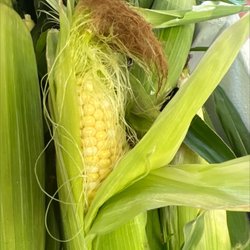 Hiller's Sweet Corn Farm
