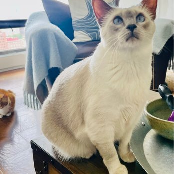 Extended Arms Pet Care LLC Philly - Pet Sitting Near Me Extended Arms Pet Care LLC Philly - Pet Sitting Near Me