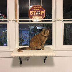 Petco - She hasn't been off of it since we put it up lol