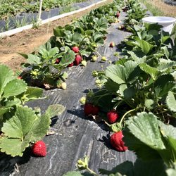 Rows and rows of ripe berries
