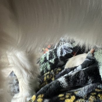 Beyond Grooming - These are proof of the chopped job they did to my dog.The hair on the back of her legs are gone and what's left is choppy. - Pet Groomers Near Me - San Marcos, Texas
