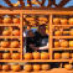 The Flower Mound Pumpkin Patch