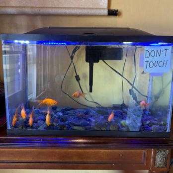 China Palace - Goldfish at Entrance - Chinese Near Me - Walnut Creek, California