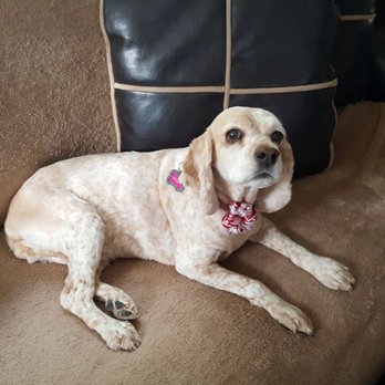 Boom-Chicka-Groom-Groom - Max & Molly looking spectacular after yesterday's grooming - Pet Groomers Near Me Boom-Chicka-Groom-Groom - Max & Molly looking spectacular after yesterday's grooming - Pet Groomers Near Me
