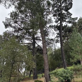 Sycamore Tree Service - Before - Tree Services Near Me Sycamore Tree Service - Before - Tree Services Near Me