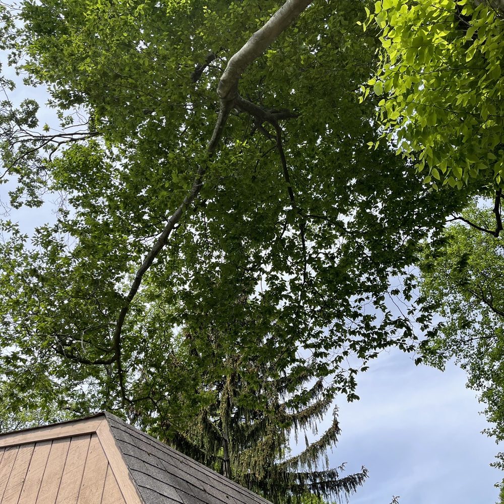 Eagles Tree Service - Tree Services Near Me - Warminster, Pennsylvania Eagles Tree Service - Tree Services Near Me - Warminster, Pennsylvania