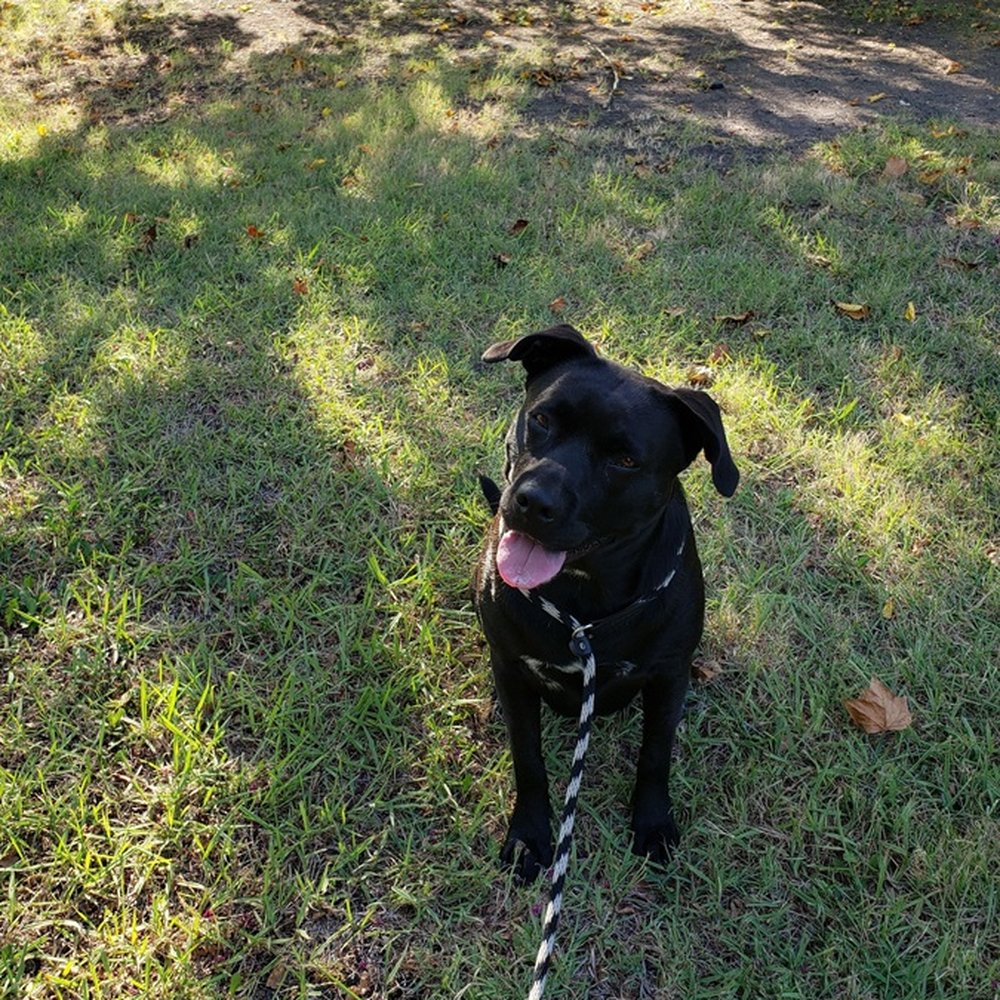 Holton's Dog Training - Holly training with Holton's Dog Training - Pet Training Near Me Holton's Dog Training - Holly training with Holton's Dog Training - Pet Training Near Me