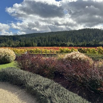 Goldeneye Winery - 10/31/24 Back Vinyards - Wineries Near Me - Philo, California Goldeneye Winery - 10/31/24 Back Vinyards - Wineries Near Me - Philo, California