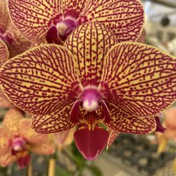 Venamy Orchids - Colors and details of the perfect flowers put you in awe.